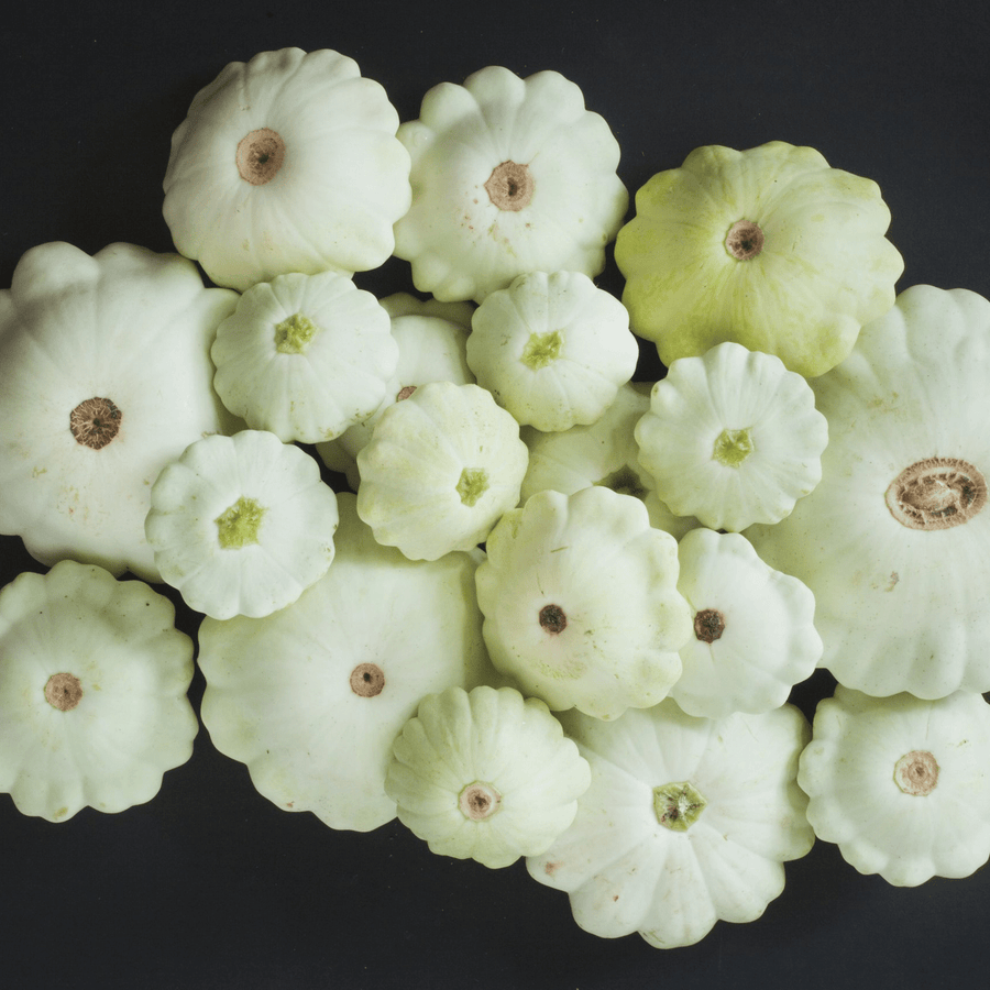 Cymling or Pattypan Squash Seeds (Cucurbita pepo) - Monticello Shop