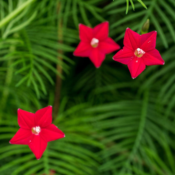 planting cypress vine seeds Cypress Vine Seeds (Ipomoea quamoclit) – Monticello Shop