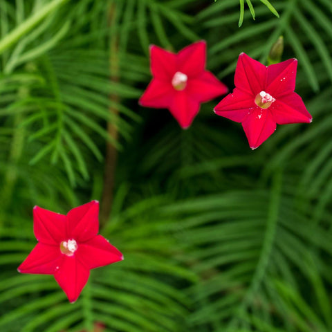 cypress vine plant seeds Cypress Vine Seeds (Ipomoea quamoclit) – Monticello Shop