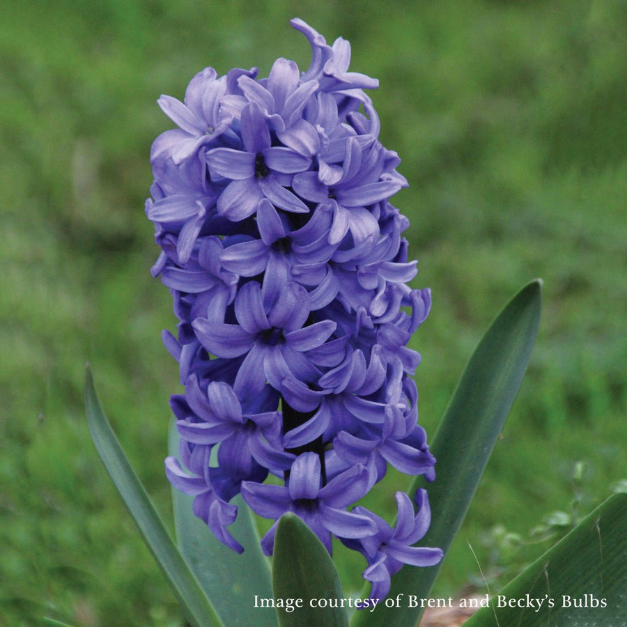 Delft Blue Hyacinth (Hyacinthus orientalis cv.) - Monticello Shop