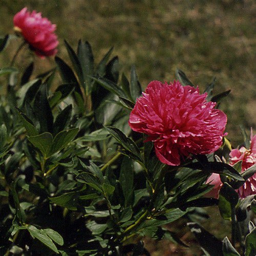 Double Pink Peony (Paeonia officinalis 'Rosea Plena') - Monticello Shop