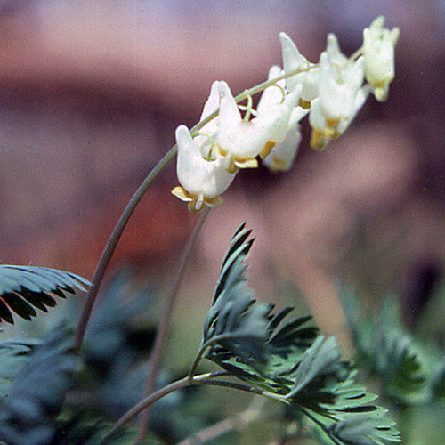 Dutchman's Breeches (Dicentra cucullaria)