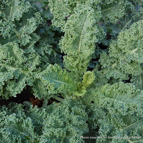 Dwarf Blue Curled Kale Seeds (Brassica oleracea var. acephala cv.) - Monticello Shop