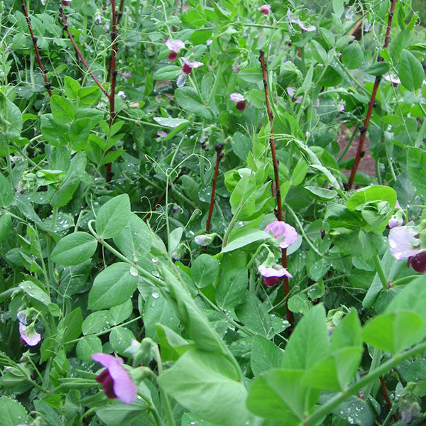 Dwarf Gray Sugar Pea Seeds (Pisum sativum cv.)