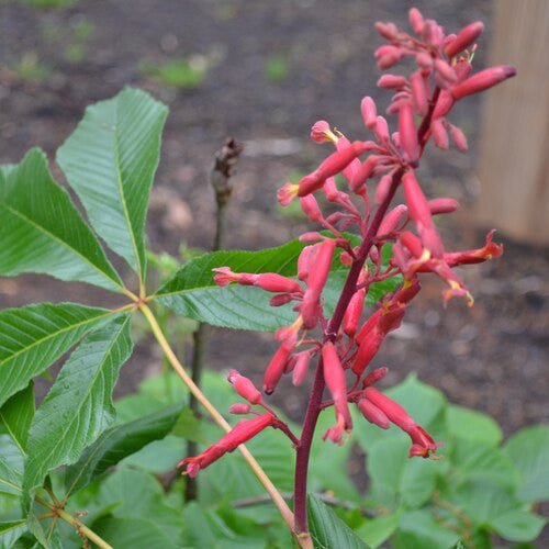 Dwarf Red Buckeye (Aesculus pavia 'Humilis') - Monticello Shop