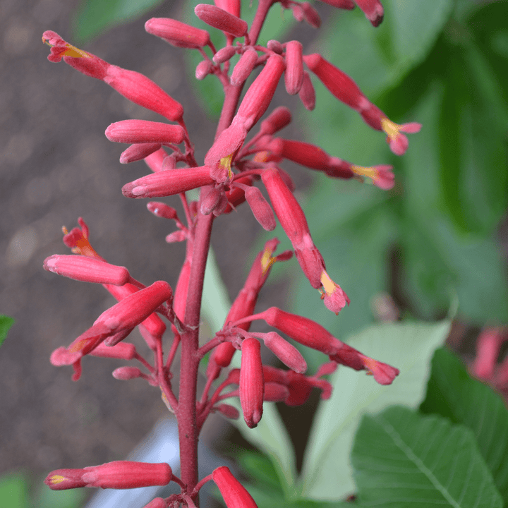 Dwarf Red Buckeye (Aesculus pavia 'Humilis') - Monticello Shop