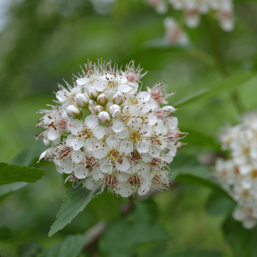 Eastern Ninebark (Physocarpus opulifolius) - Monticello Shop