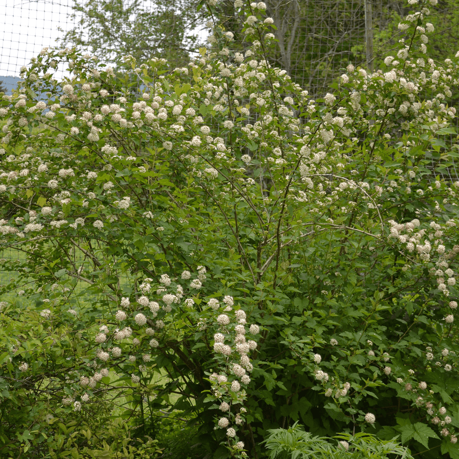 Eastern Ninebark (Physocarpus opulifolius) - Monticello Shop