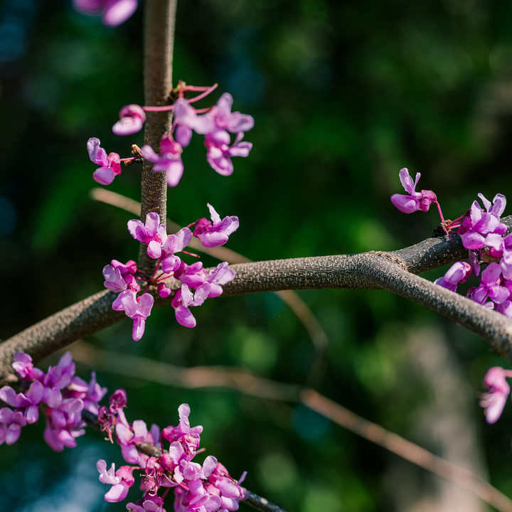 Bare Root Eastern Redbud (Cercis canadensis)