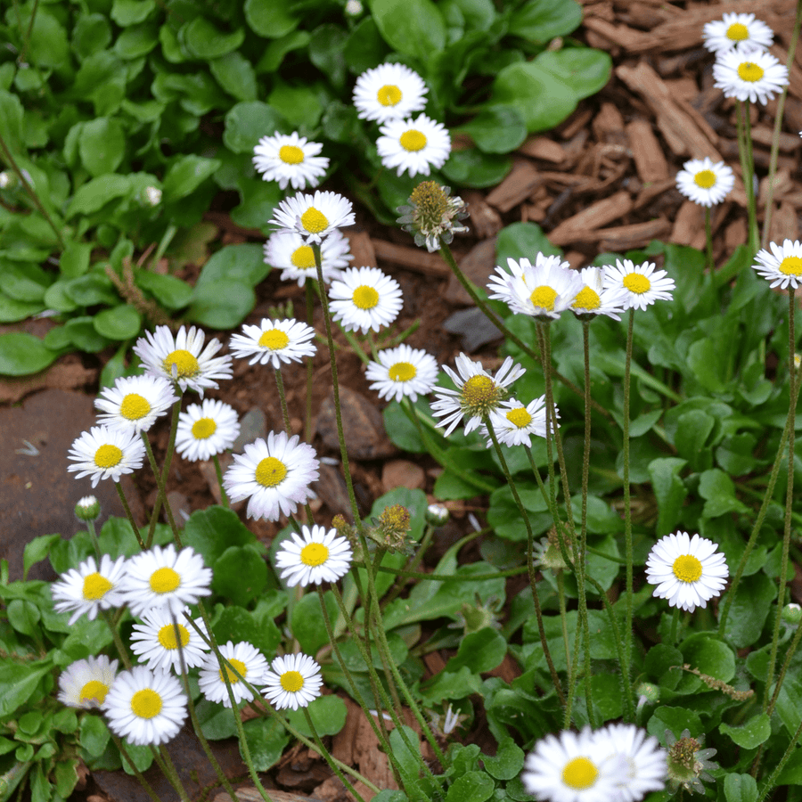 margarita flower seeds English Daisy Seeds (Bellis perennis)