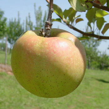 Bare Root Esopus Spitzenburg Apple Tree (Malus cv.)