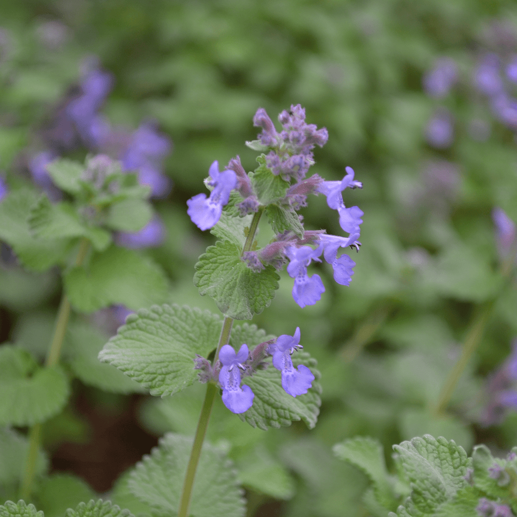 faassens-catmint-nepeta-x-