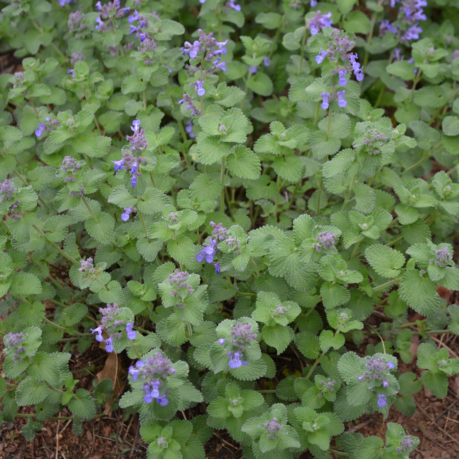 Faassen's Catmint (Nepeta x faassenii)