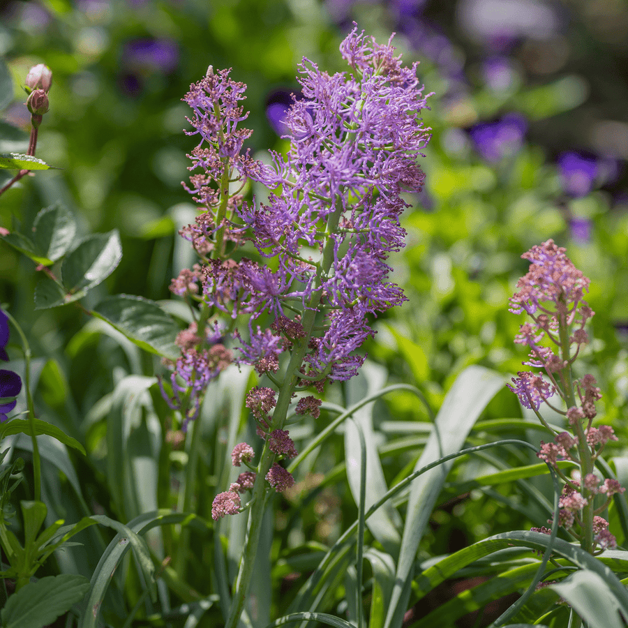Feathered Hyacinth (Muscari comosum 'Plumosum') - Monticello Shop