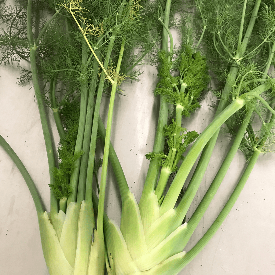 where to buy fennel seeds for planting Florence Fennel Seeds (Foeniculum vulgare azoricum)