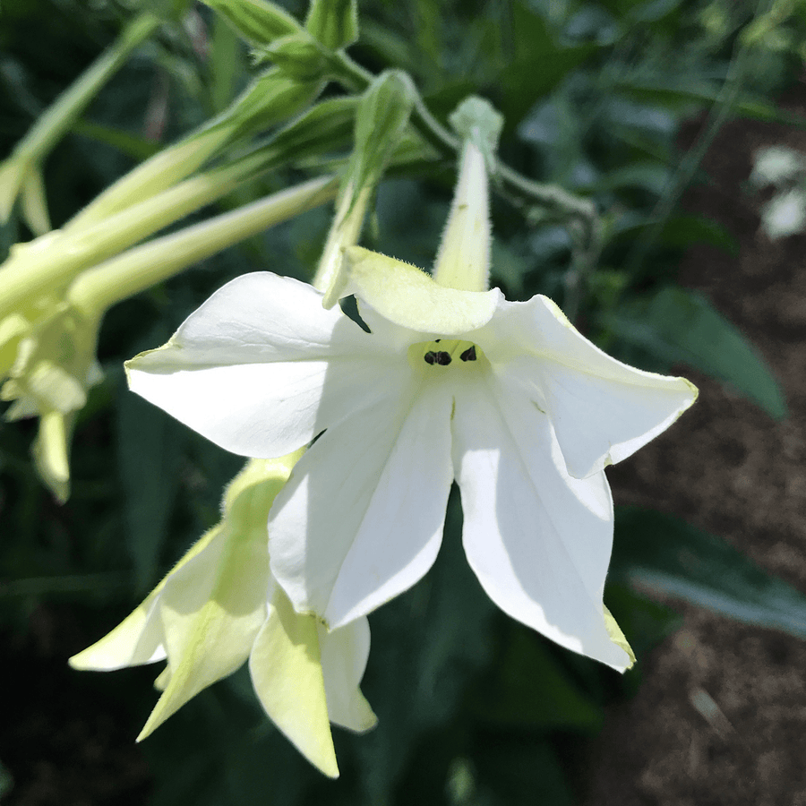 tobacco plant white flowers Flowering Tobacco Seeds (Nicotiana alata) – Monticello Shop tobacco plant white flowers Flowering Tobacco Seeds (Nicotiana alata) – Monticello Shop
