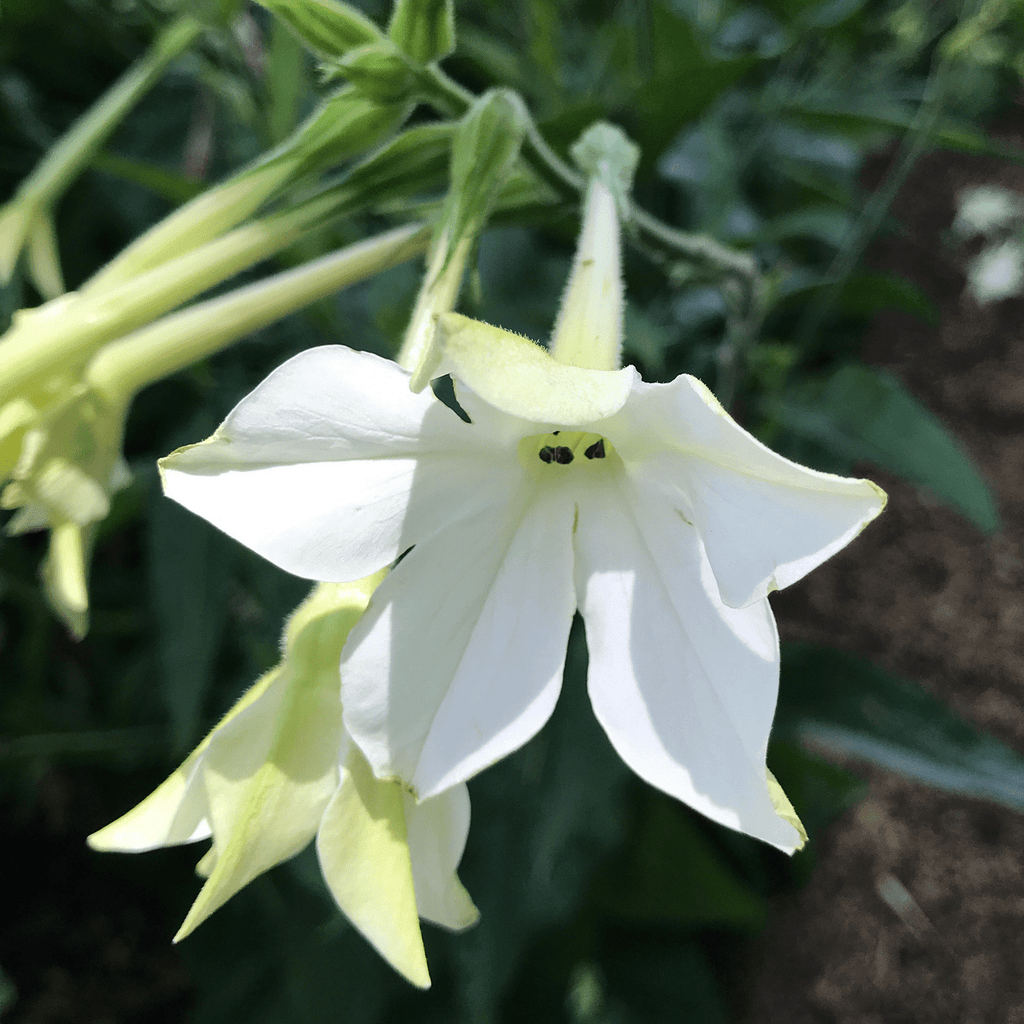 is tobacco annual or perennial Flowering Tobacco Seeds (Nicotiana alata)
