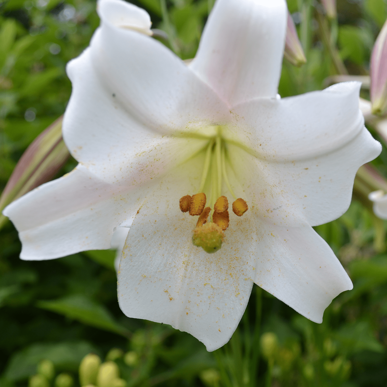 Monticello Shop Formosa Lily Seeds
