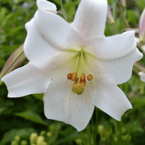 where are the seeds in a lily flower Formosa Lily Seeds (Lilium formosanum) – Monticello Shop