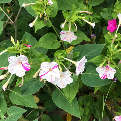 four-oclock-seeds-mirabilis-