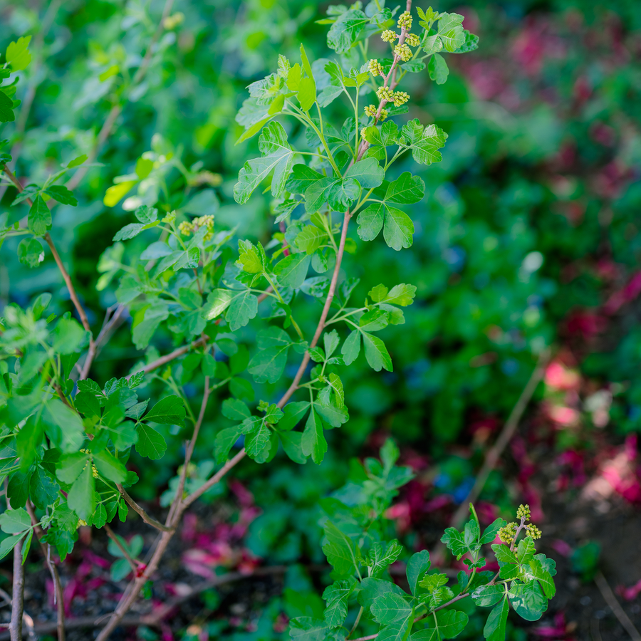 Bare Root Fragrant Sumac (Rhus aromatica)