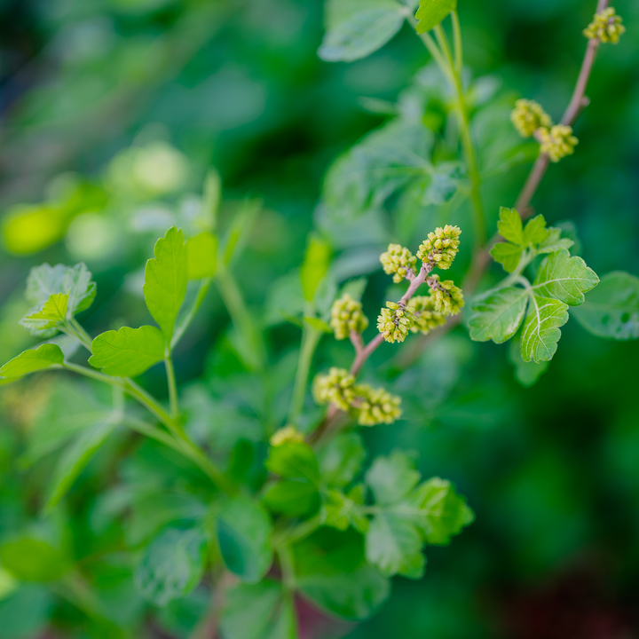 Bare Root Fragrant Sumac (Rhus aromatica)