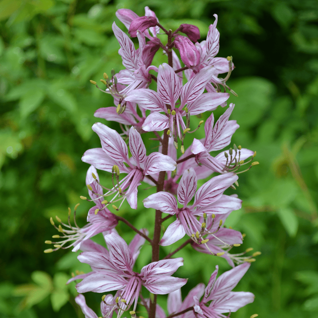 dictamnus plant Fraxinella; Purple Gas Plant (Dictamnus albus 'Purpureus') – Monticello Shop