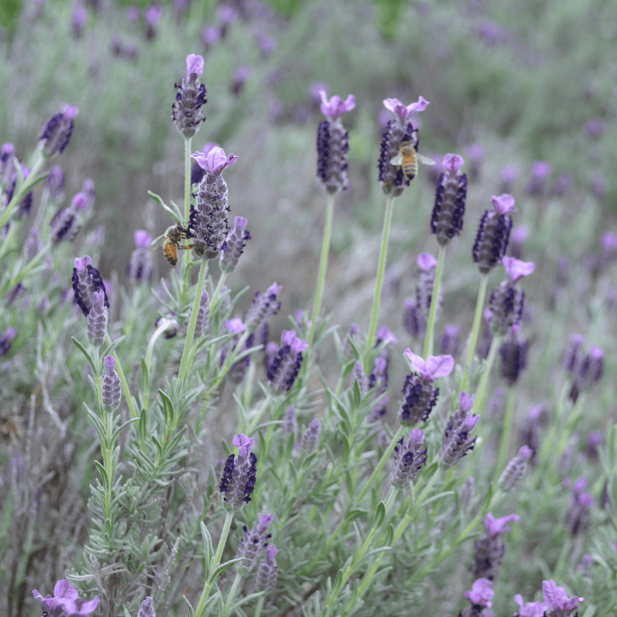 french lavender plant buy French Lavender (Lavandula stoechas) – Monticello Shop