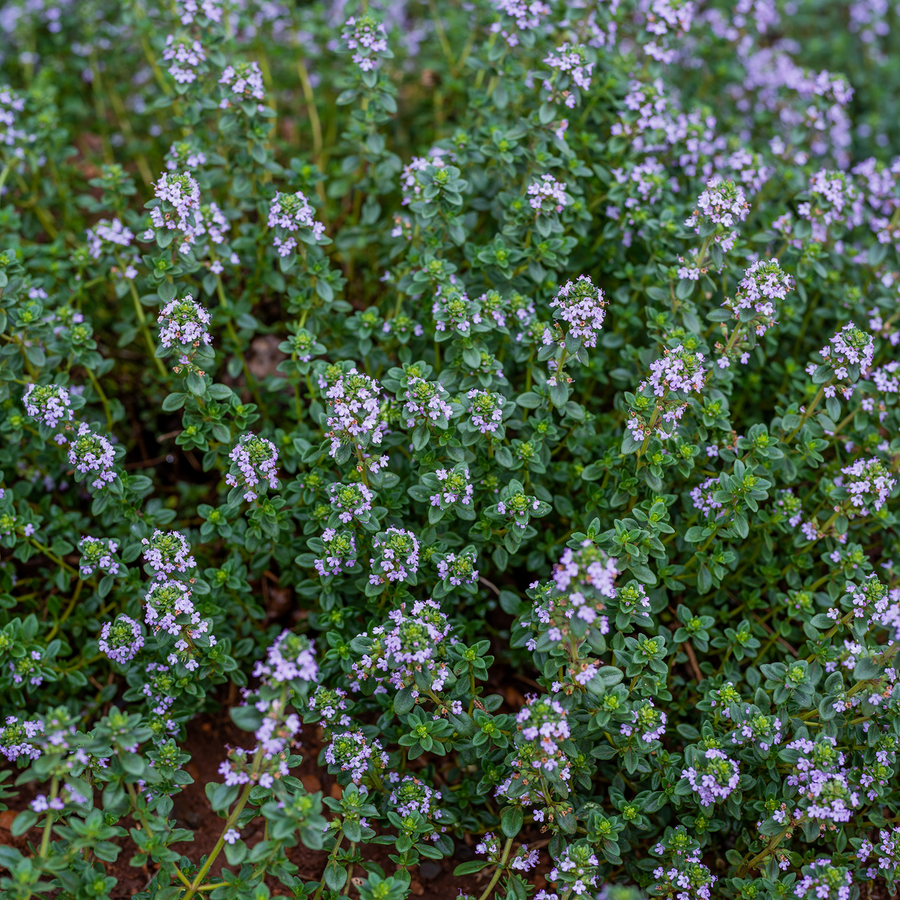thyme flower seeds Thyme Seeds (Thymus vulgaris) – Monticello Shop