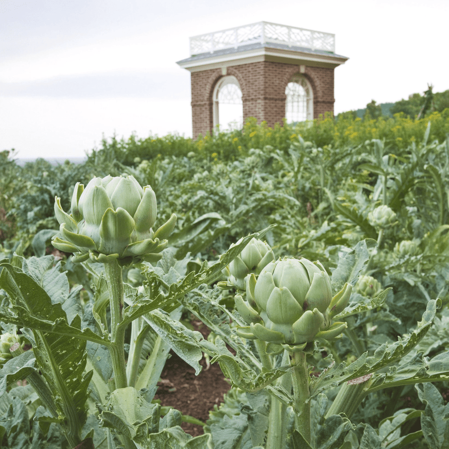 artichoke seeds planting Globe Artichoke Seeds (Cynara cardunculus var. scolymus) – Monticello Shop