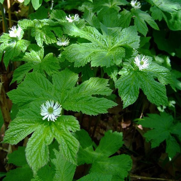 Golden Seal (Hydrastis canadensis) - Monticello Shop