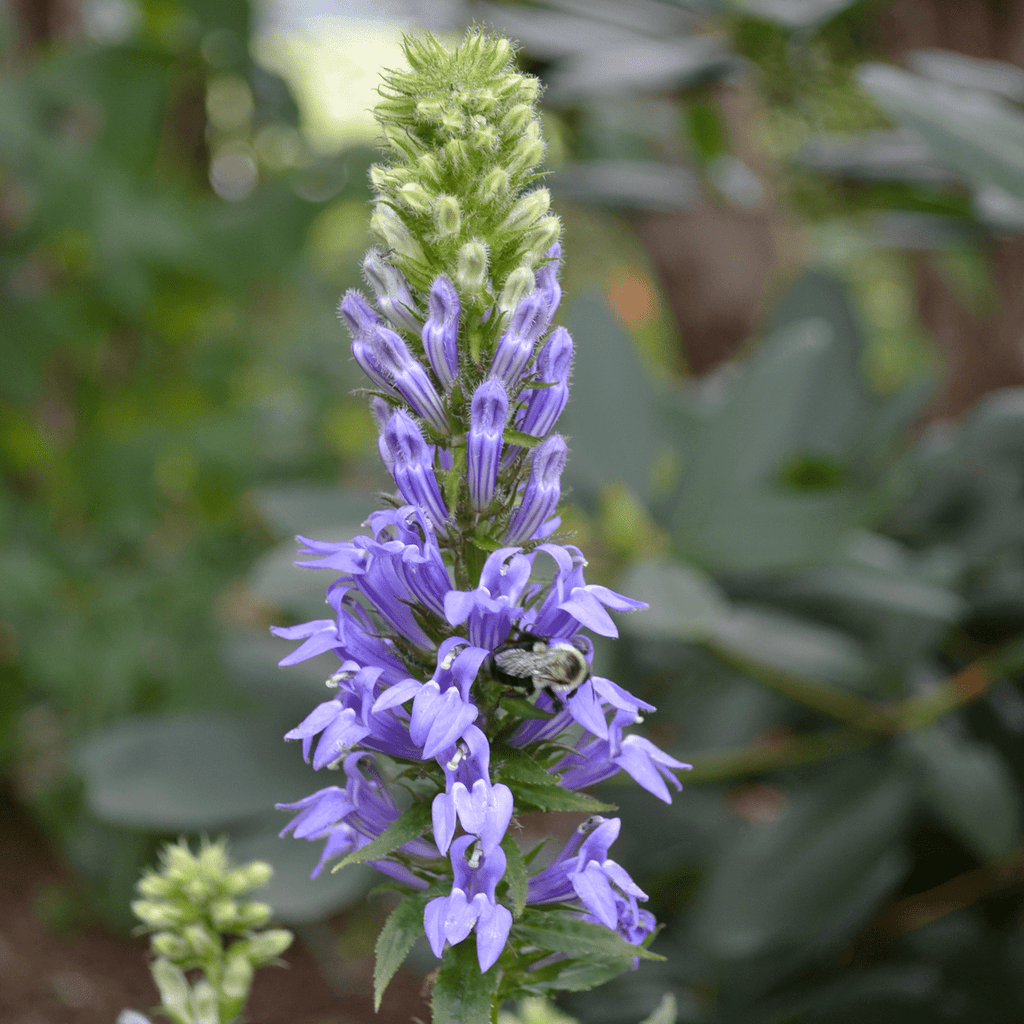 500 Great Blue Lobelia (Lobelia Siphilitica) Flower Seeds - Upright Perennial