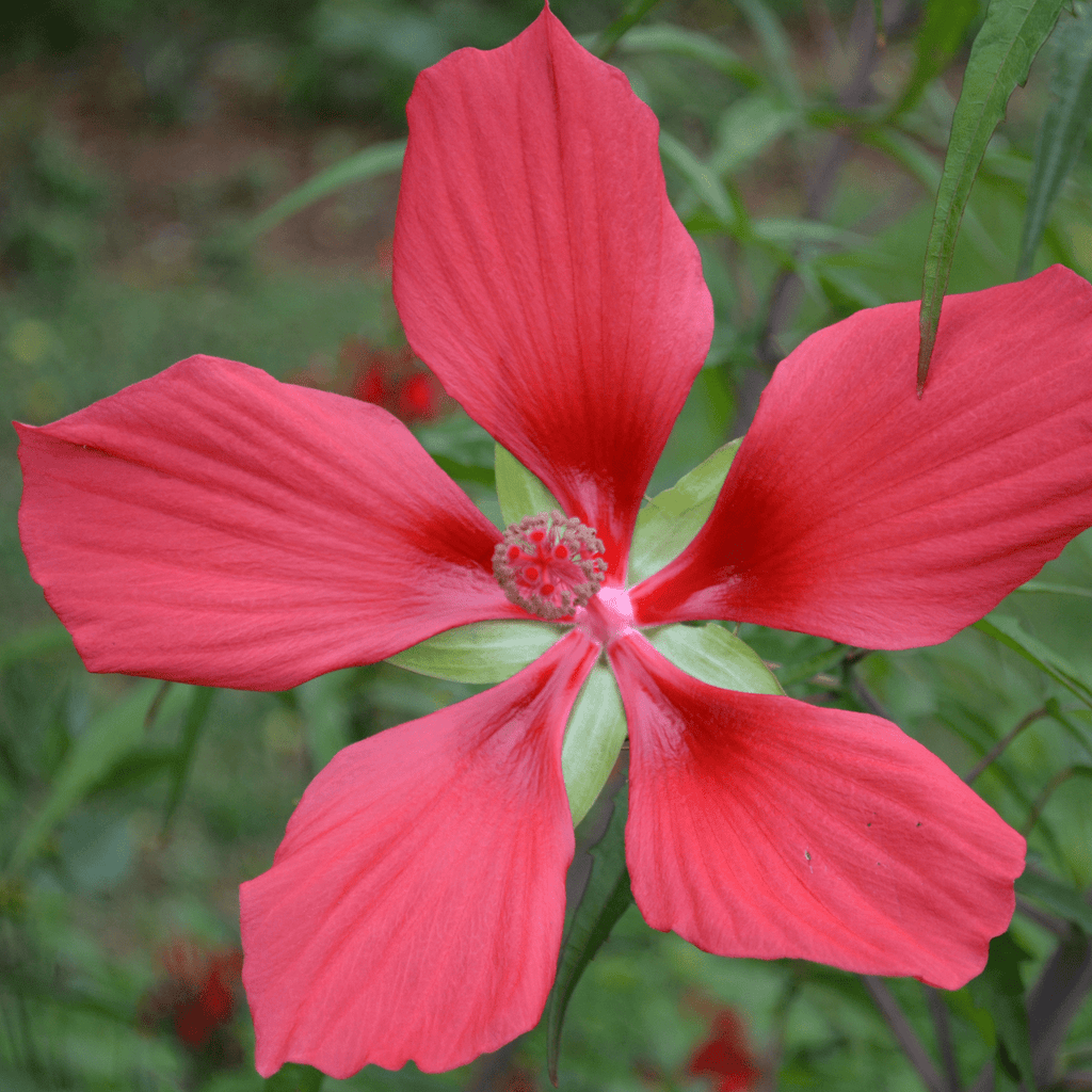 Great Red Hibiscus Seeds (Hibiscus coccineus) – Monticello Shop