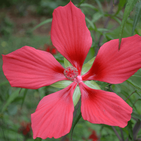 Great Red Hibiscus Seeds (Hibiscus coccineus) – Monticello Shop