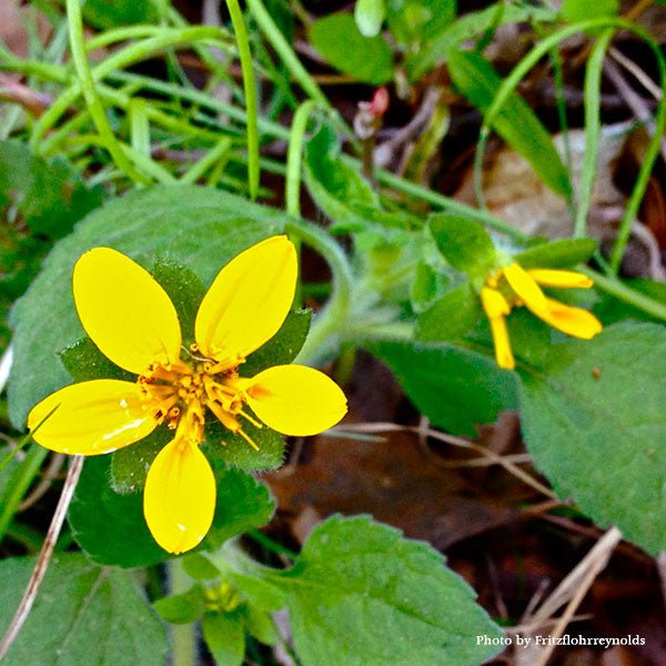 Green - and - Gold (Chrysogonum virginianum) - Monticello Shop