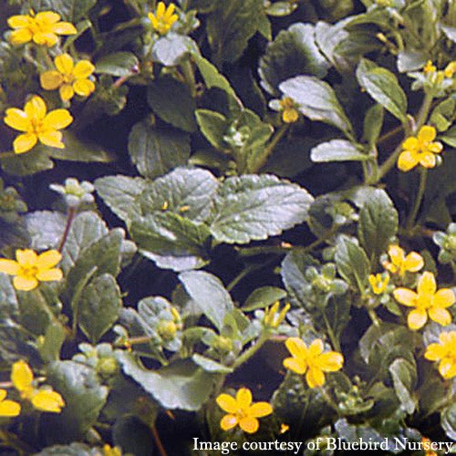 Green - and - Gold (Chrysogonum virginianum) - Monticello Shop