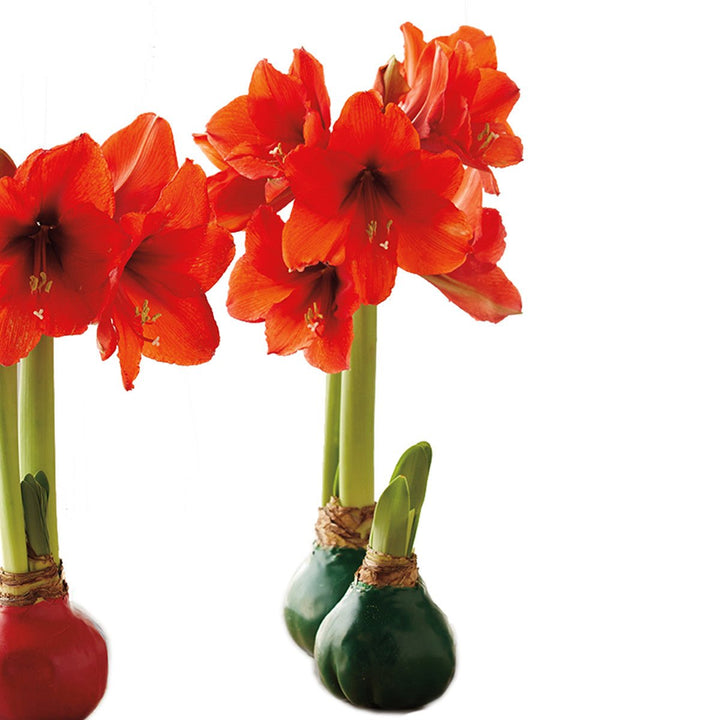 Green Wax Amaryllis Bulb - Monticello Shop