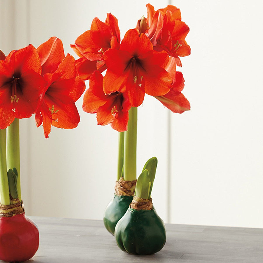 Green Wax Amaryllis Bulb - Monticello Shop