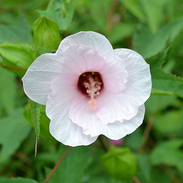 Halberd-leaved Rose Mallow (Hibiscus laevis)