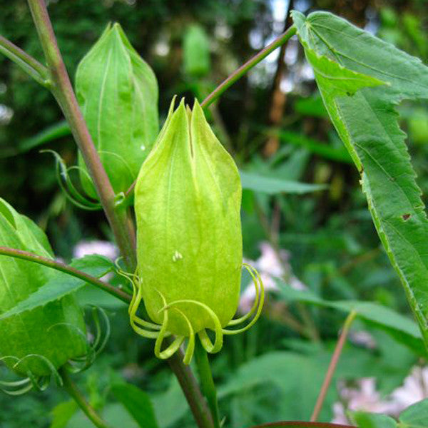 Halberd-leaved Rose Mallow (Hibiscus laevis)