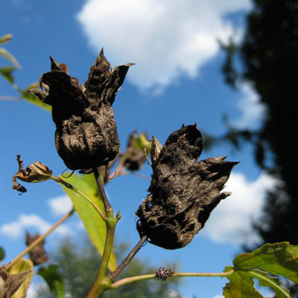 Halberd-leaved Rose Mallow (Hibiscus laevis)