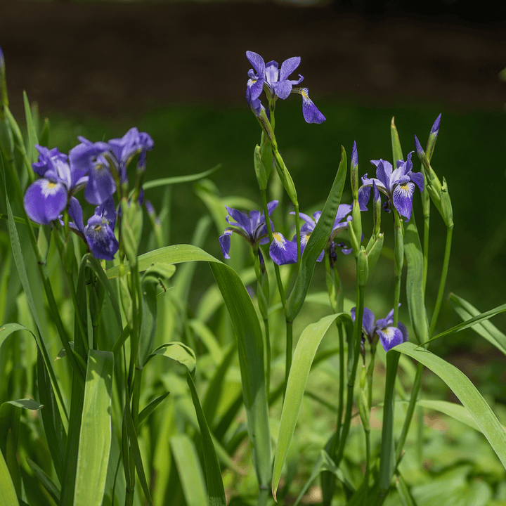 Harlequin Blue Flag (Iris versicolor) - Monticello Shop