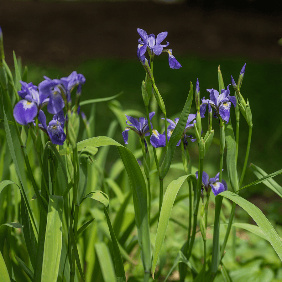 Harlequin Blue Flag (Iris versicolor) - Monticello Shop