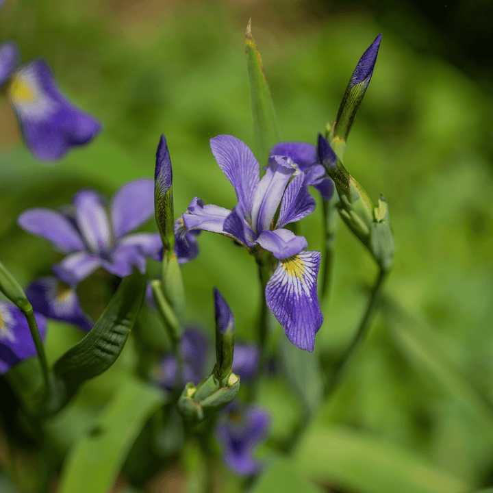 Harlequin Blue Flag (Iris versicolor) - Monticello Shop