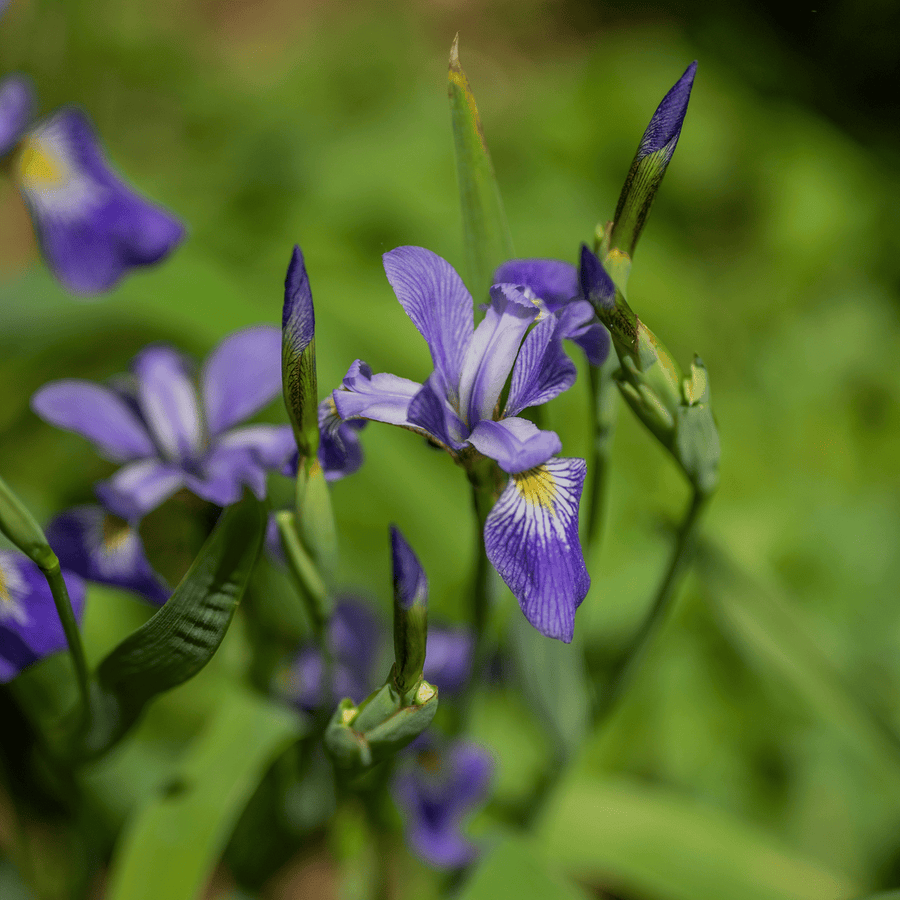 Harlequin Blue Flag (Iris versicolor) - Monticello Shop