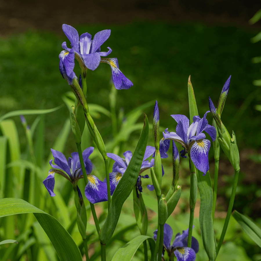 Semi Iris Nord Blue Flag Flower Seed (Iris Versicolor) 80 Semi - Foto 12