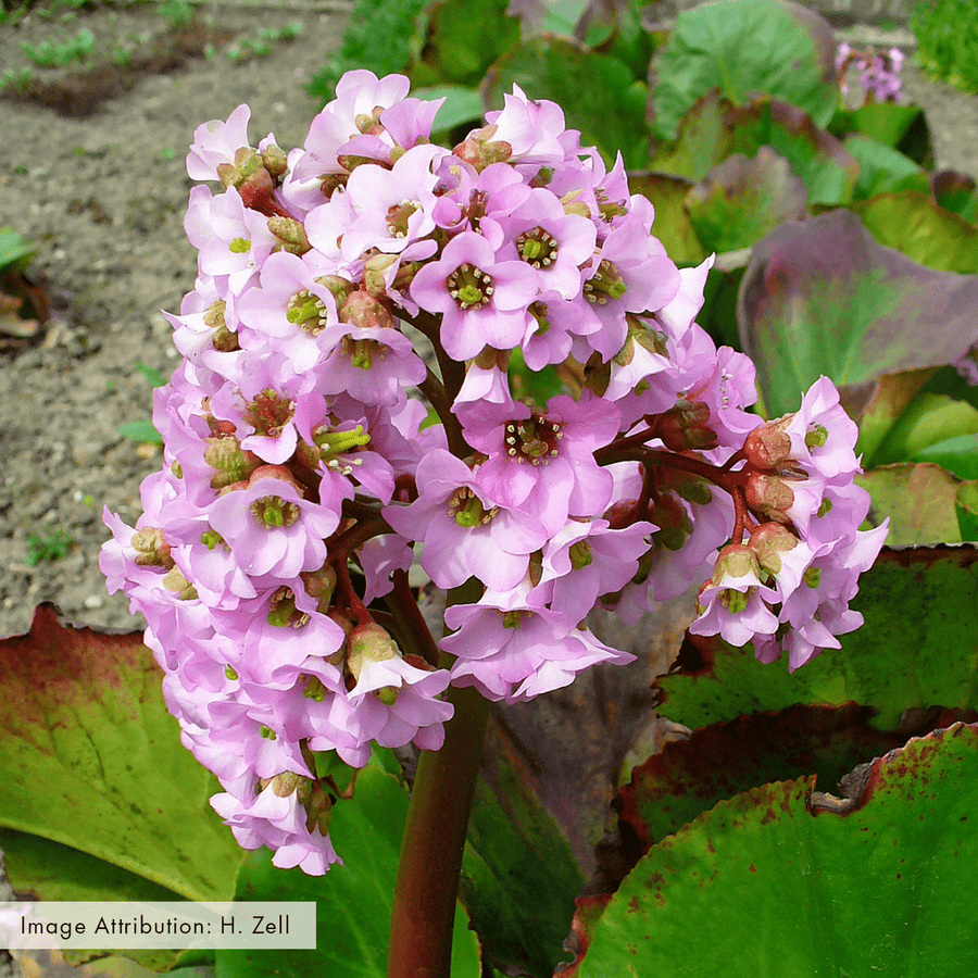 Heartleaf Bergenia; Pigsqueak (Bergenia cordifolia) - Monticello Shop