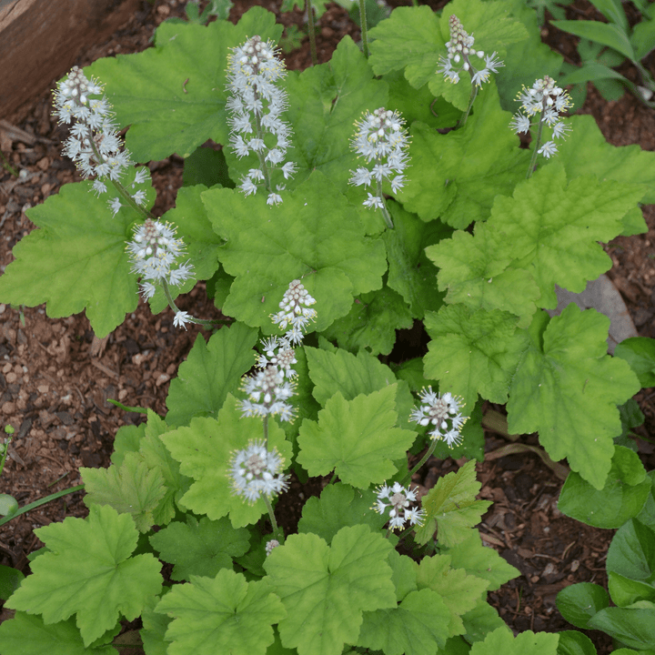 Heartleaf Foamflower (Tiarella cordifolia) - Monticello Shop