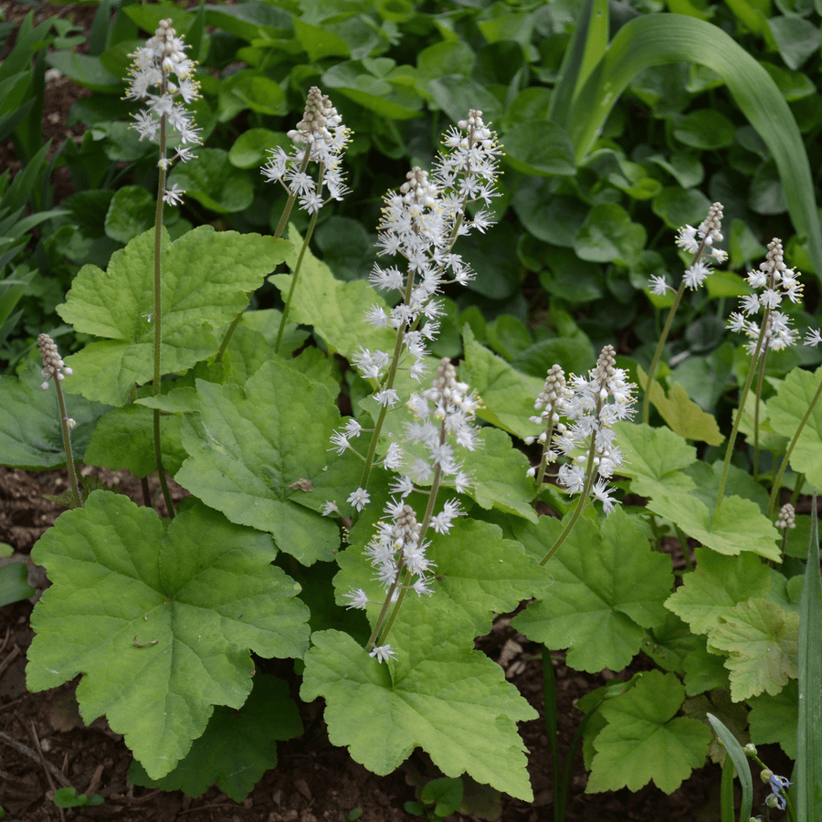 Heartleaf Foamflower (Tiarella cordifolia) - Monticello Shop