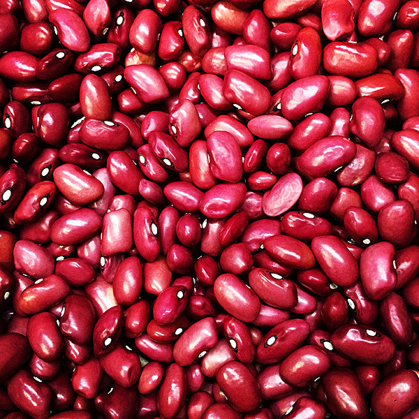Hidatsa Red Bean Seeds (Phaseolus vulgaris cv.)